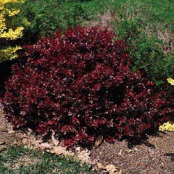 Barberry Bush
